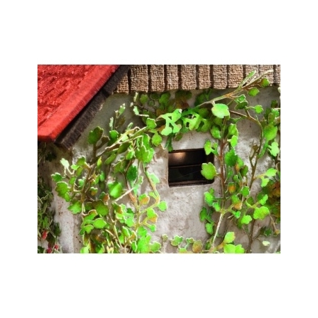 Ziterdes - Virginia creeper Laser-Cut minis, 12 plants
