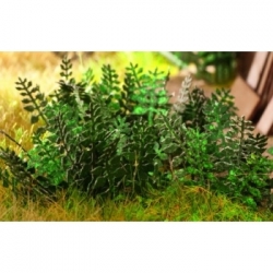 Ziterdes - Stinging nettle Laser-Cut minis, 10 plants