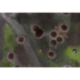 Kraken Wargames Gaming Mat - Battlefield 44x30" 2.0"